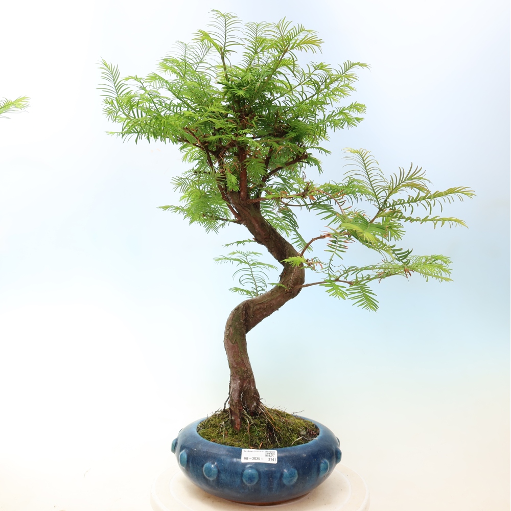 Bonsai da esterno - Metasequoia glyptostroboides - Metasequoia cinese