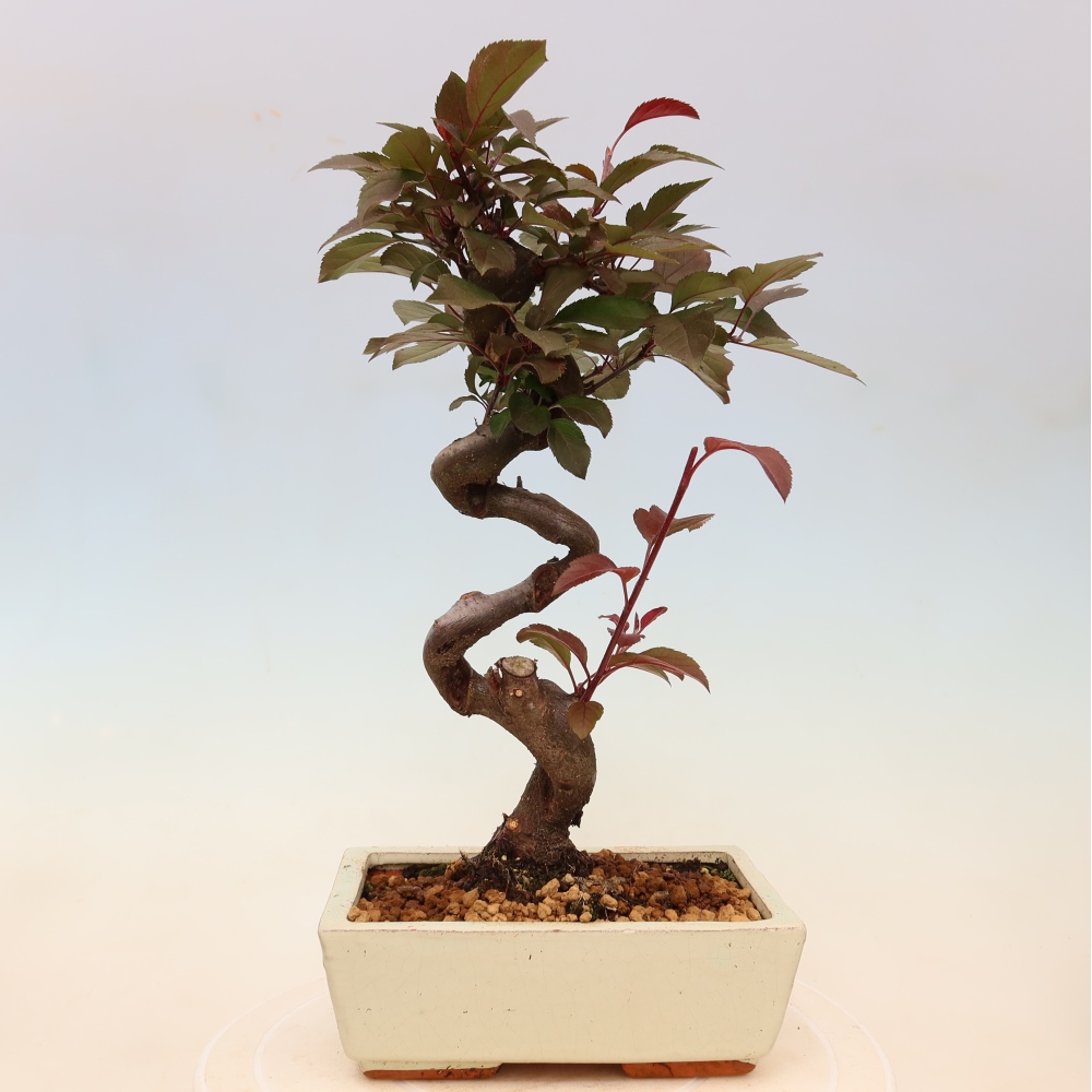 Bonsai da esterno -Malus domestica - Melo a piccoli frutti a foglie rosse