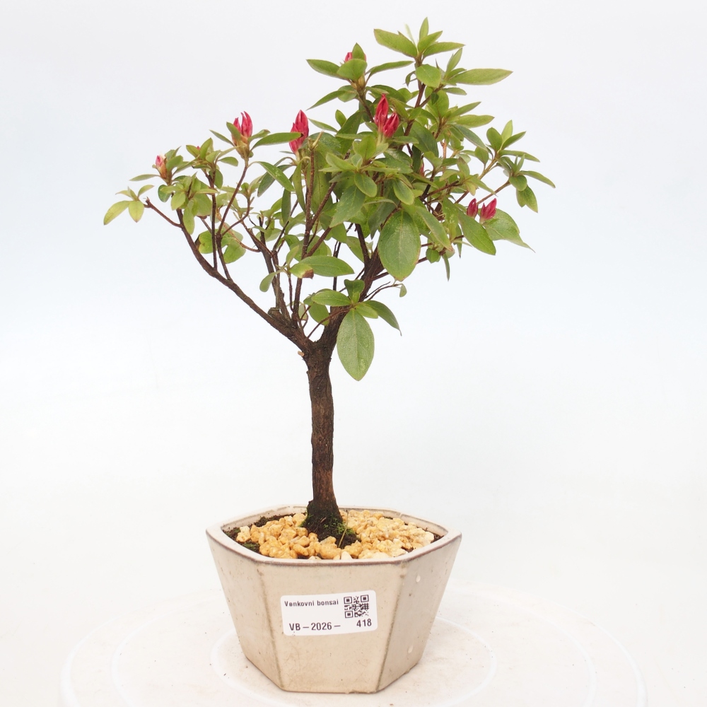 Bonsai da esterno - Azalea giapponese - Azalea sp.