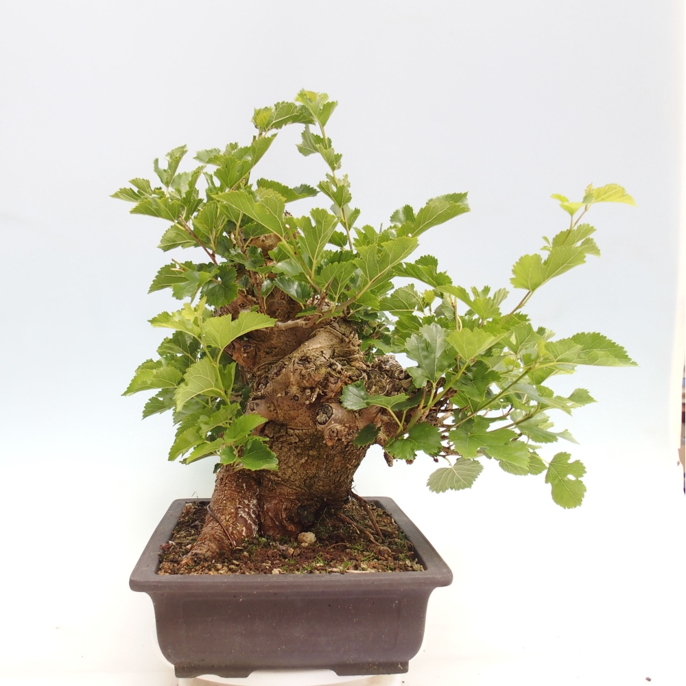Bonsai da esterno -Morus alba - gelso
