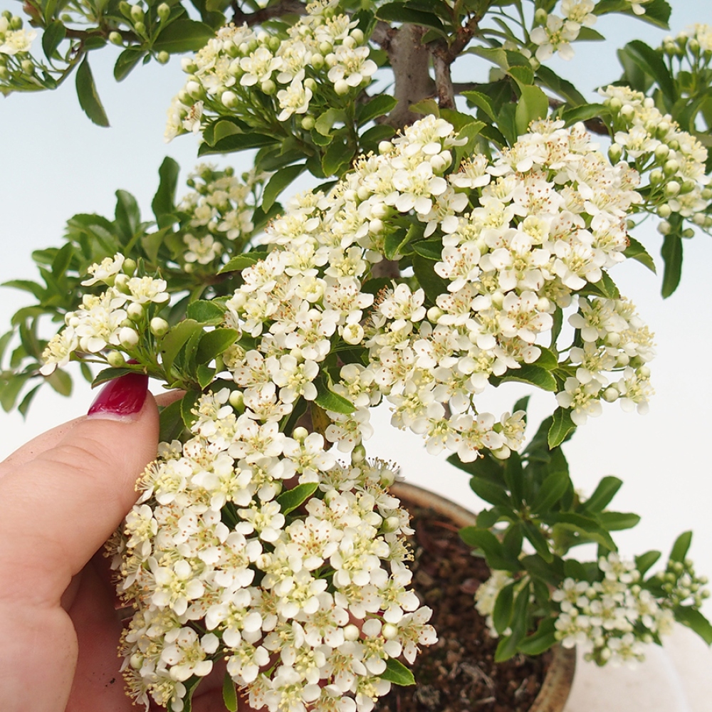 Bonsai da esterno-Pyracantha Teton -Hlox