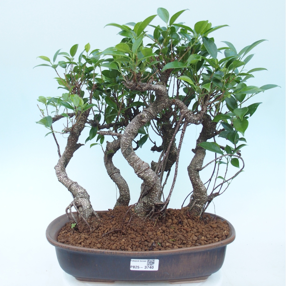 Camera bonsai - Ficus kimmen - ficus a foglie piccole
