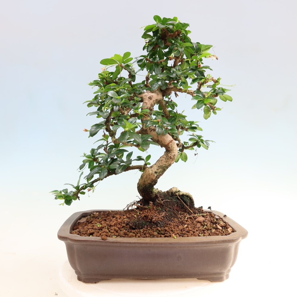 Camera bonsai - Carmona macrophylla - Tea fuki