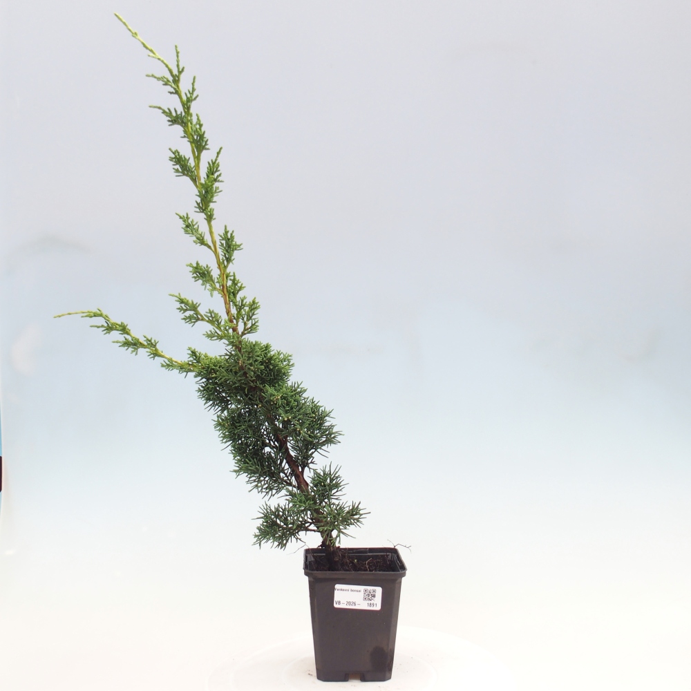 Bonsai da esterno - Juniperus chinensis Kishu