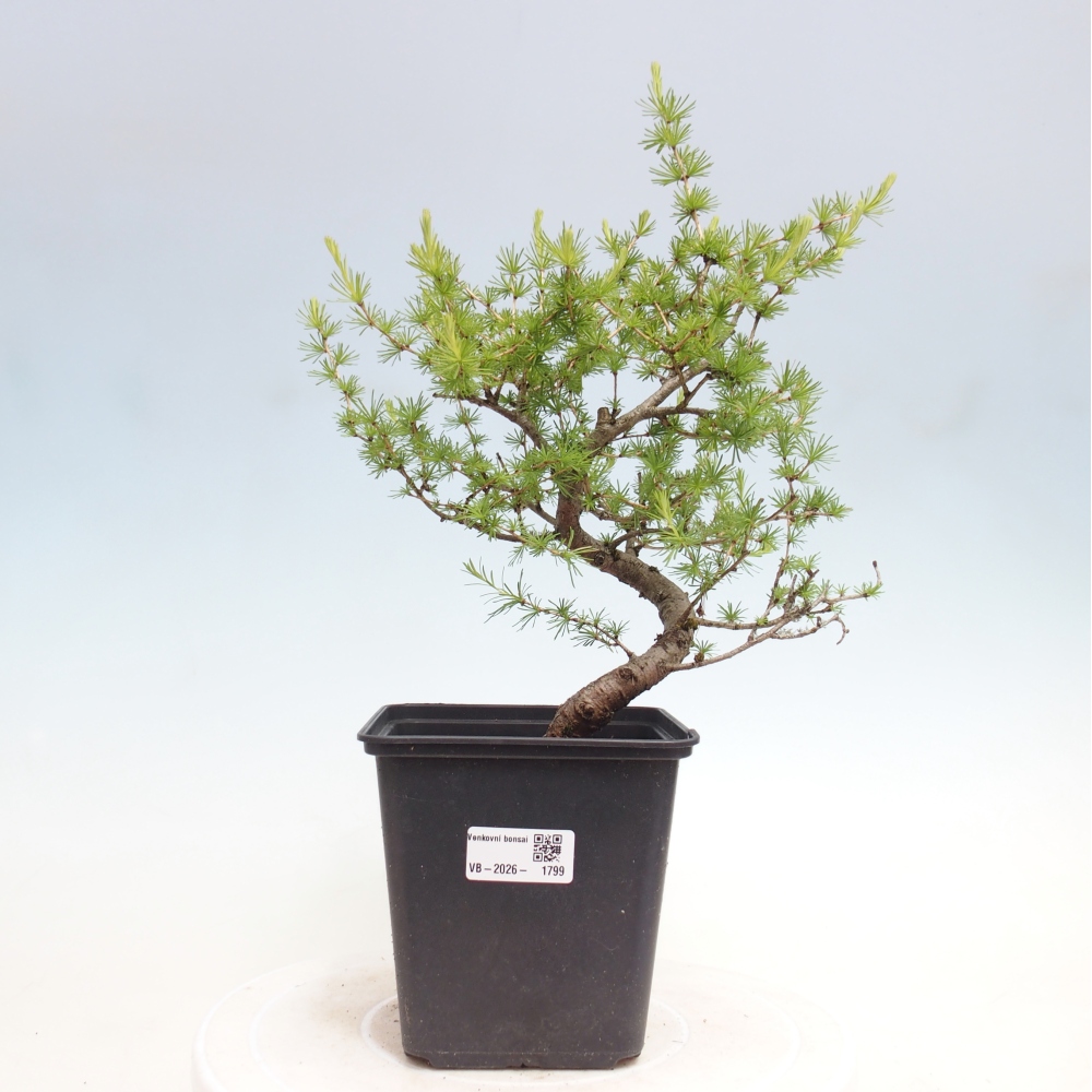 Bonsai da esterno -Larix decidua - Larice