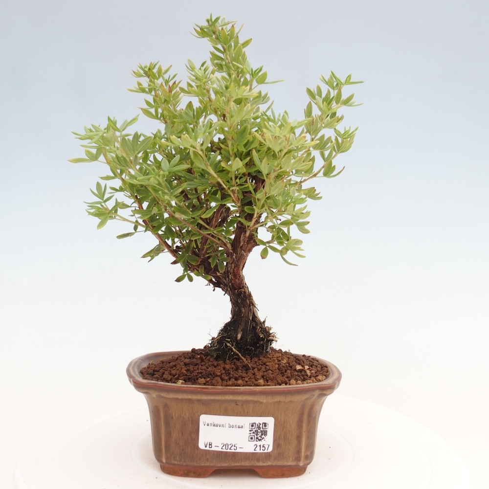 Bonsai da esterno - Potentila fruticosa yellow Bird