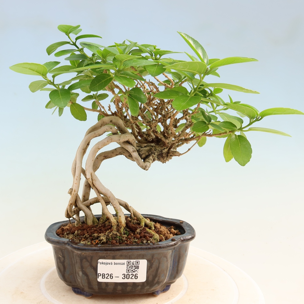 Bonsai da interno - Premna serratifolia - Kozlovna malolista