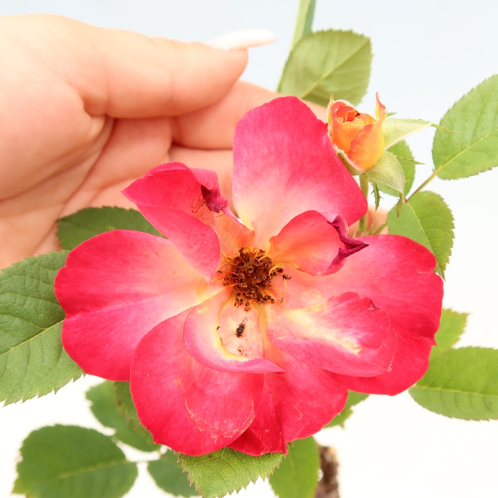 Bonsai da esterno - Rosa Kordes - rosa
