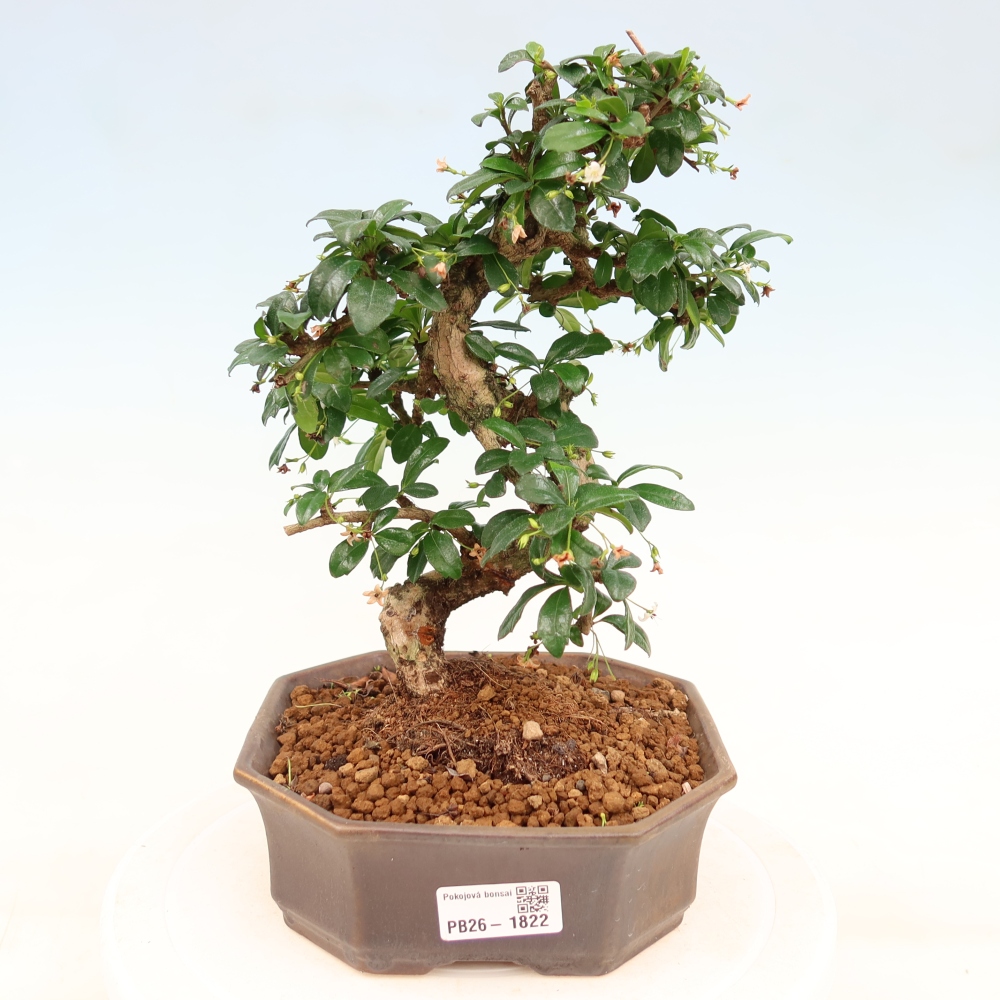 Camera bonsai - Carmona macrophylla - Tea fuki