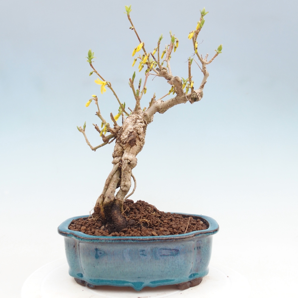 Bonsai da esterno - Zlatice - Forsythia koreana