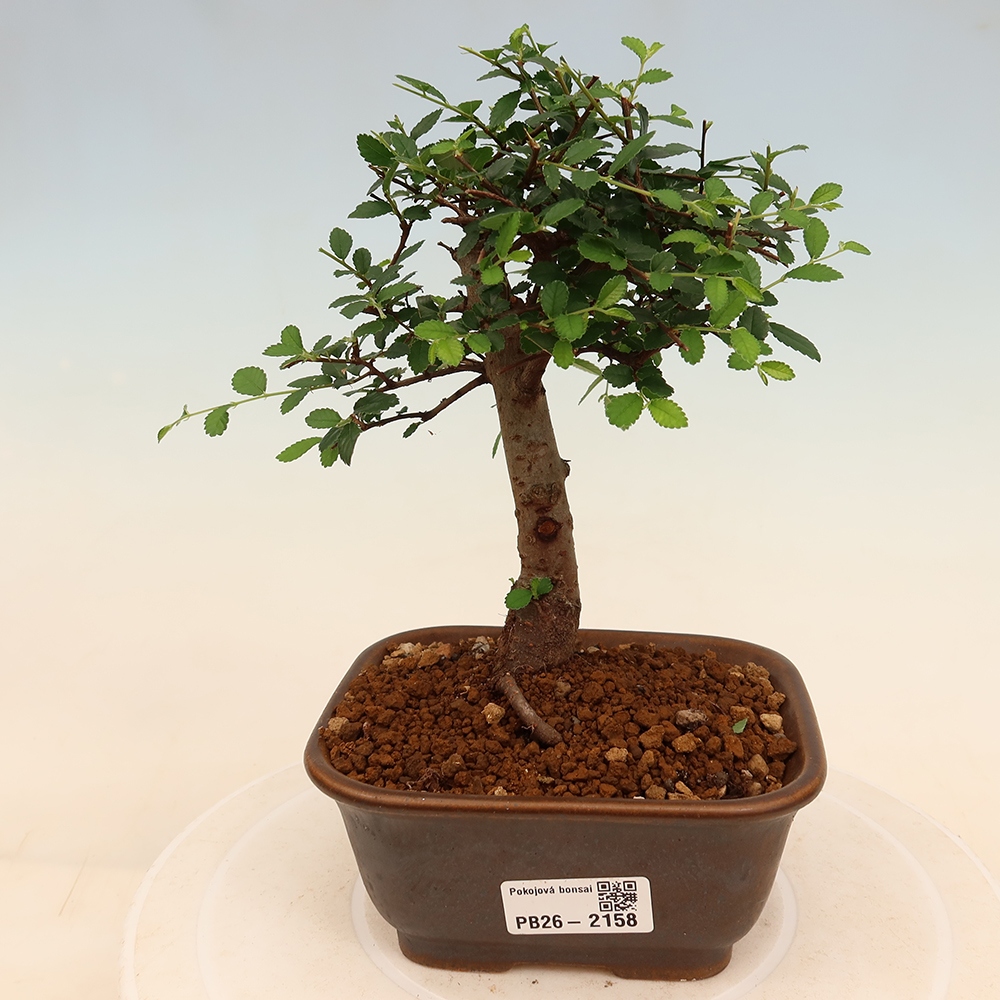 Camera bonsai - Ulmus parvifolia - Olmo a foglie piccole