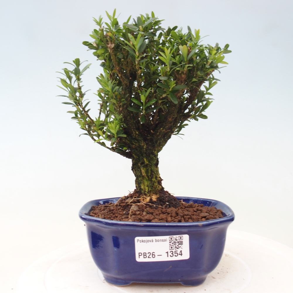 Camera bonsai - Buxus harlandii - buxus da sughero