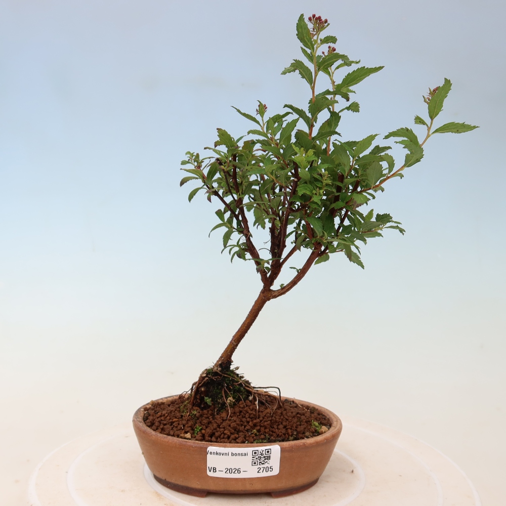 Bonsai da esterno - Spirea giapponese - Spirea japonica Anthony Waterer