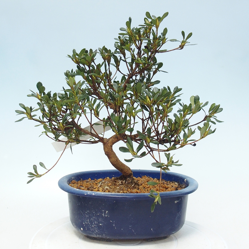 Bonsai da esterno - Azalea giapponese - Azalea Benibeni
