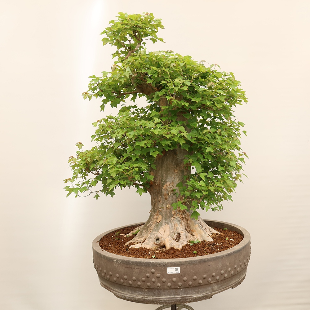 Bonsai da esterno - Acero Burger - Acer Burgerianum