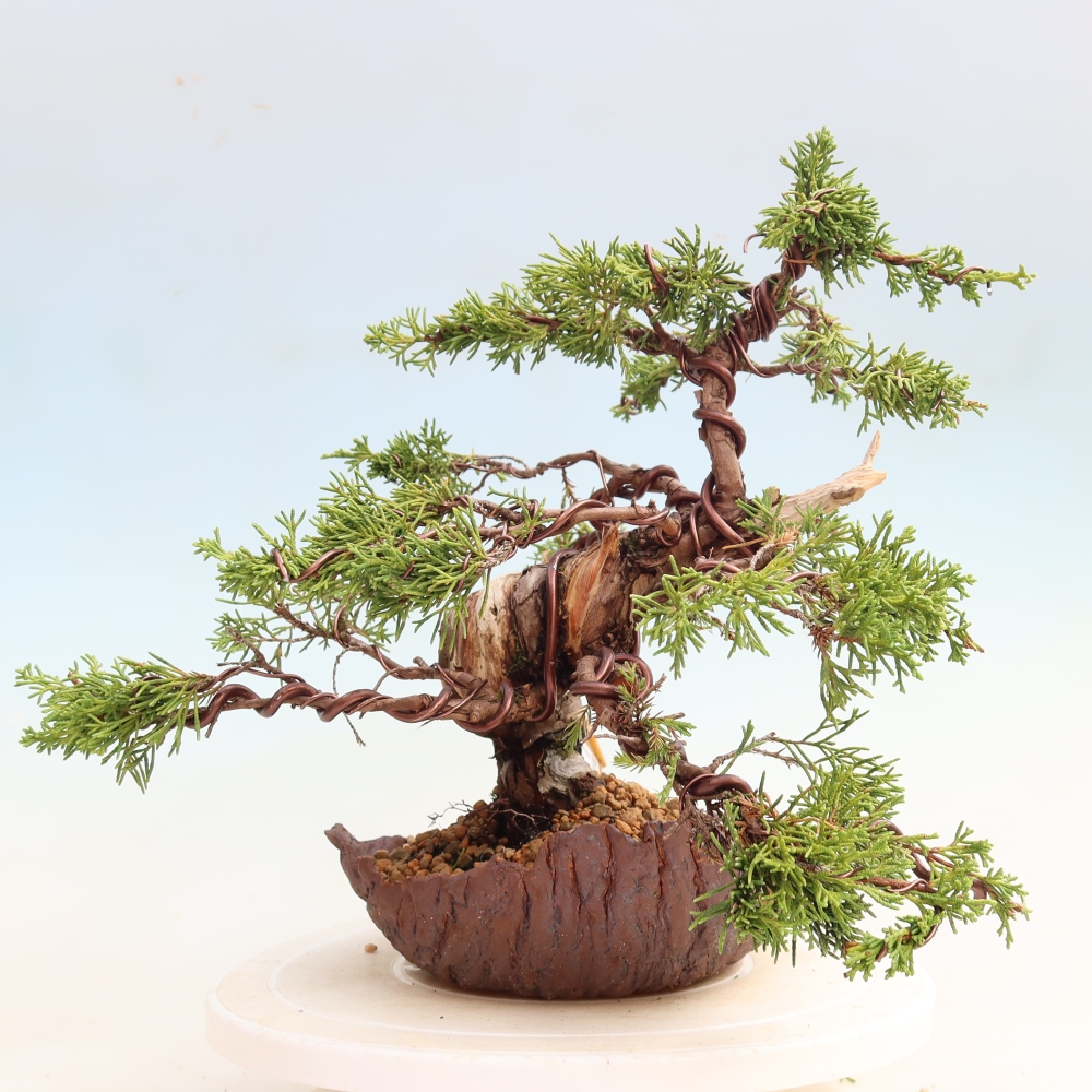 Bonsai da esterno - Juniperus chinensis Itoigawa-Juniperus chinensis
