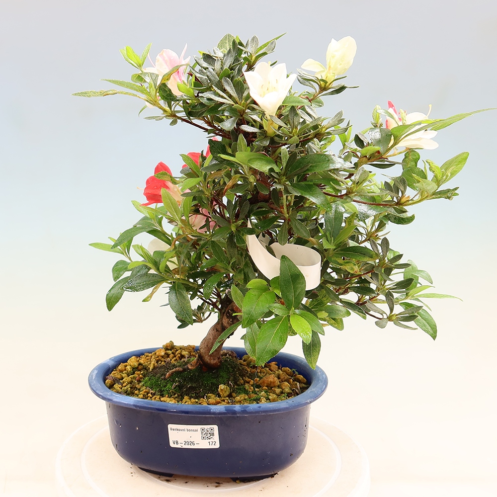 Bonsai da esterno - Azalea giapponese - Azalea CHIHIRO
