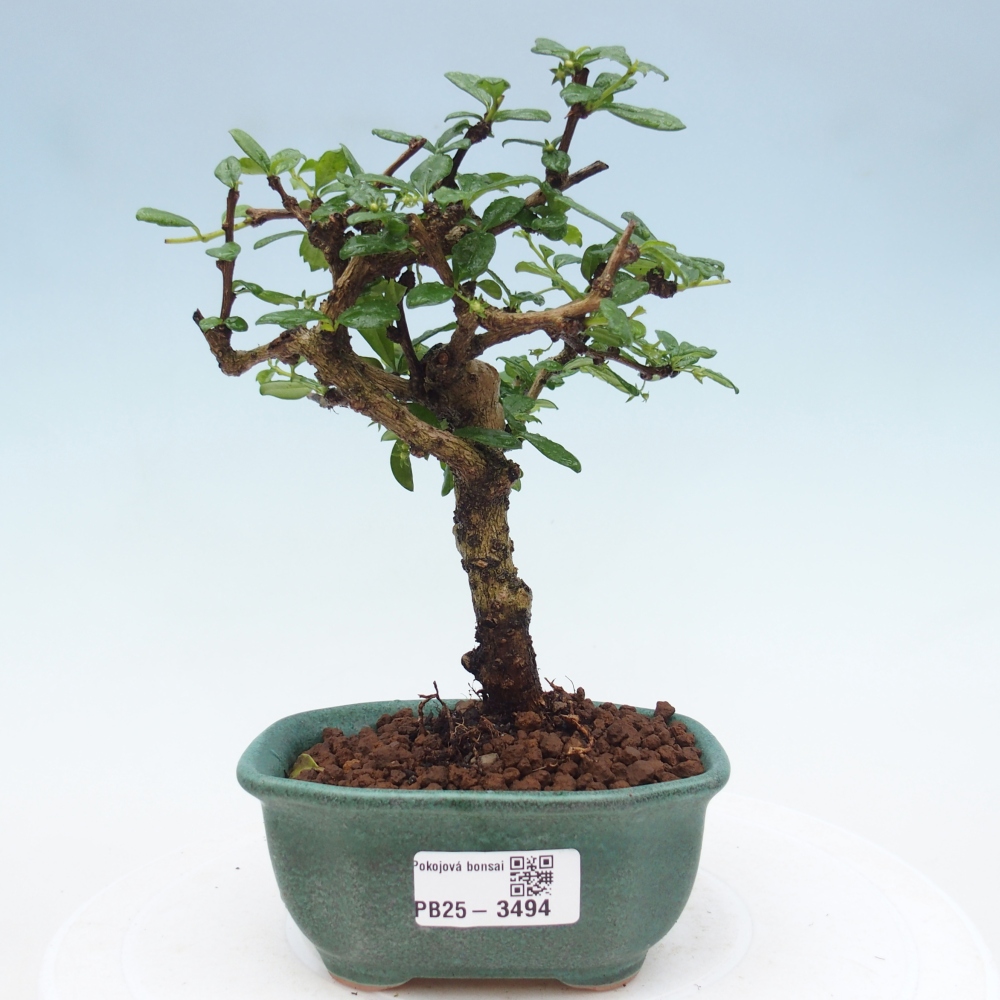 Camera bonsai - Carmona macrophylla - Tea fuki