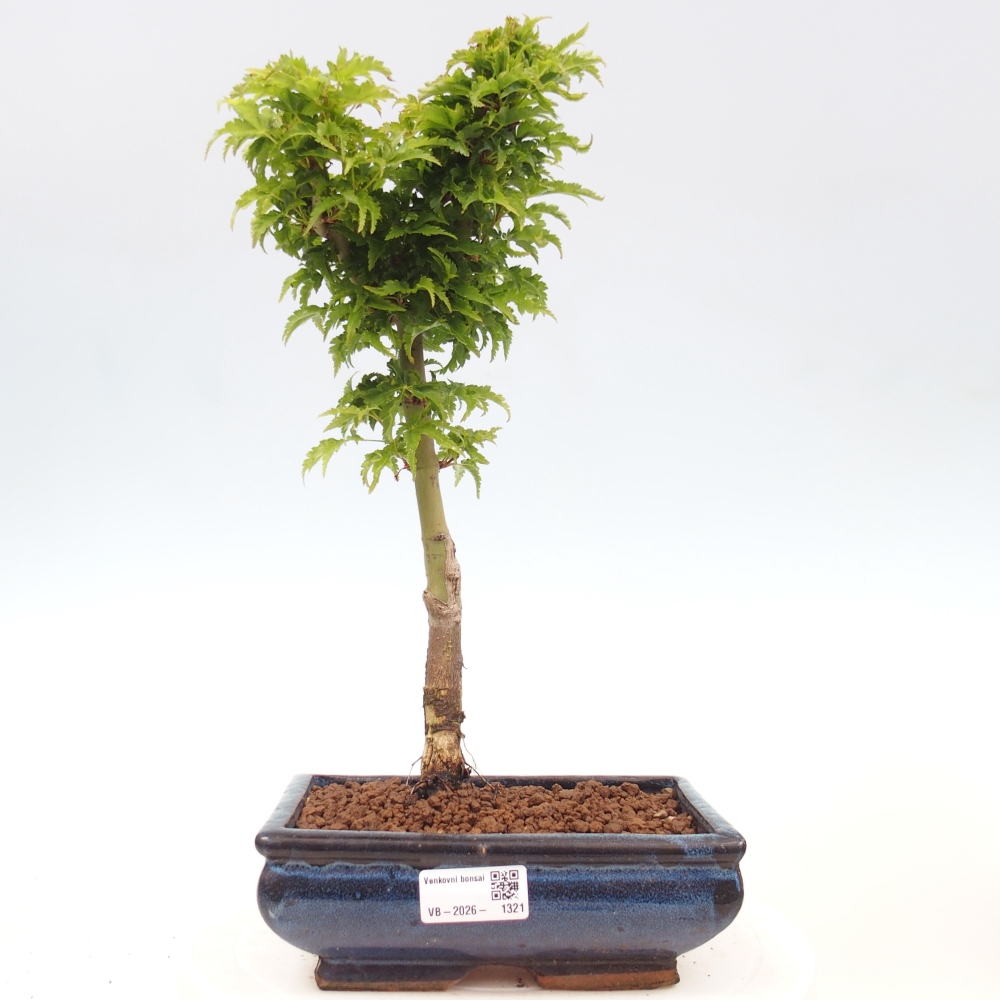 Bonsai da esterno -Palma di Giava Acer palmatum Shishigashira