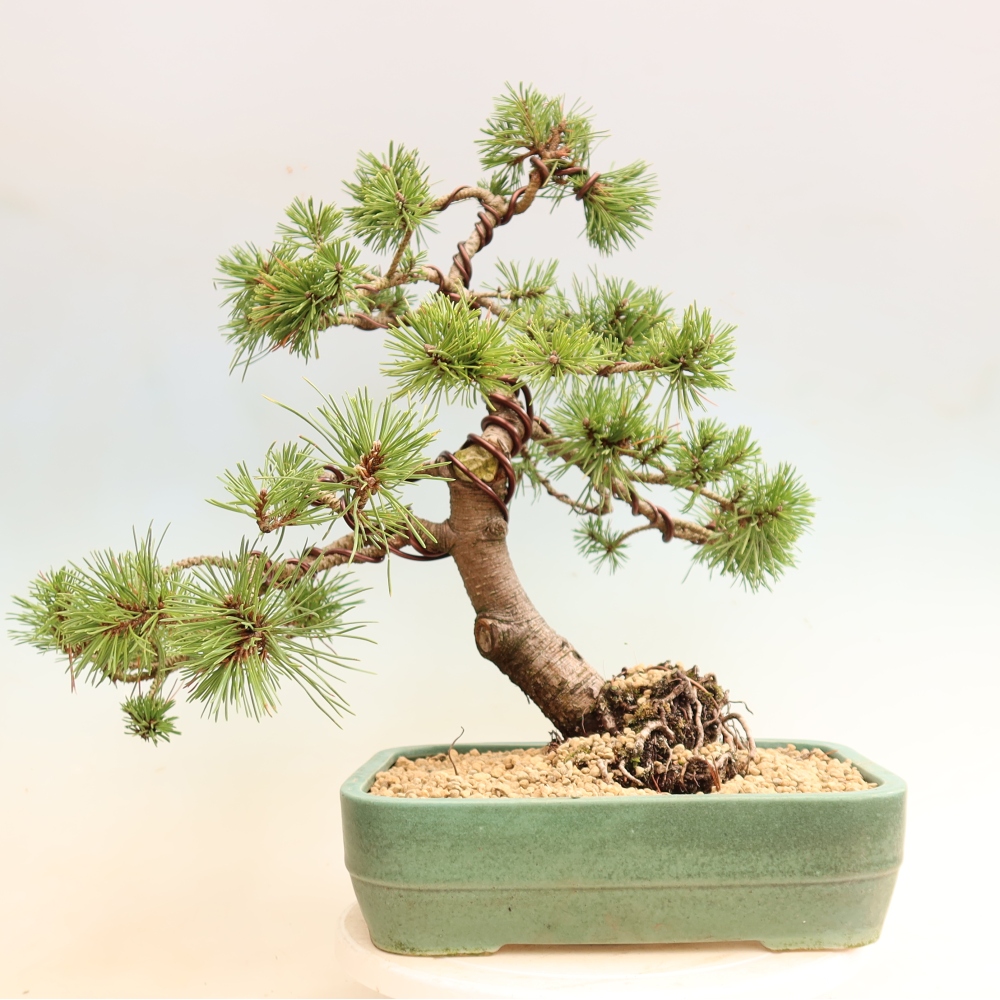 Bonsai da esterno - Pinus mugo Humpy  - Pino mugo