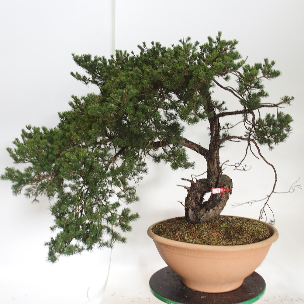 Yamadori - Pinus sylvestris Spagna