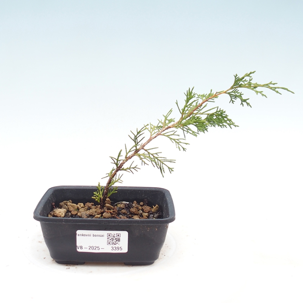 Bonsai da esterno - Juniperus chinensis Itoigawa