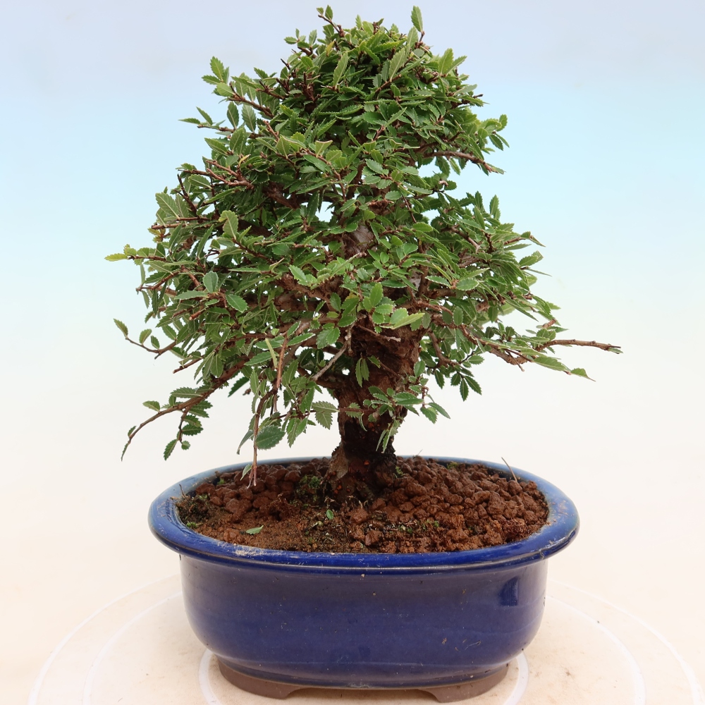 Bonsai da esterno - Zelkova - Zelkova NIRE
