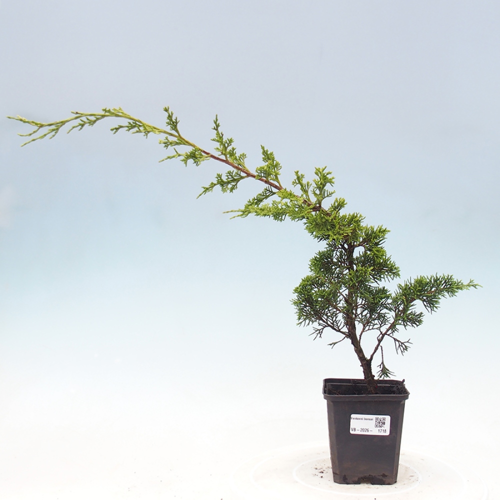 Bonsai da esterno - Juniperus chinensis Itoigawa