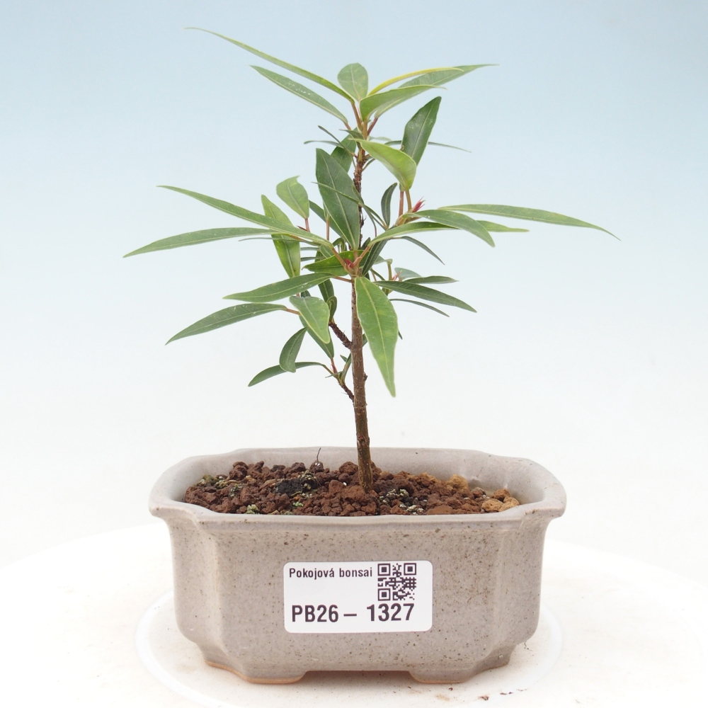 Camera bonsai - Ficus nerifolia - ficus a foglie piccole