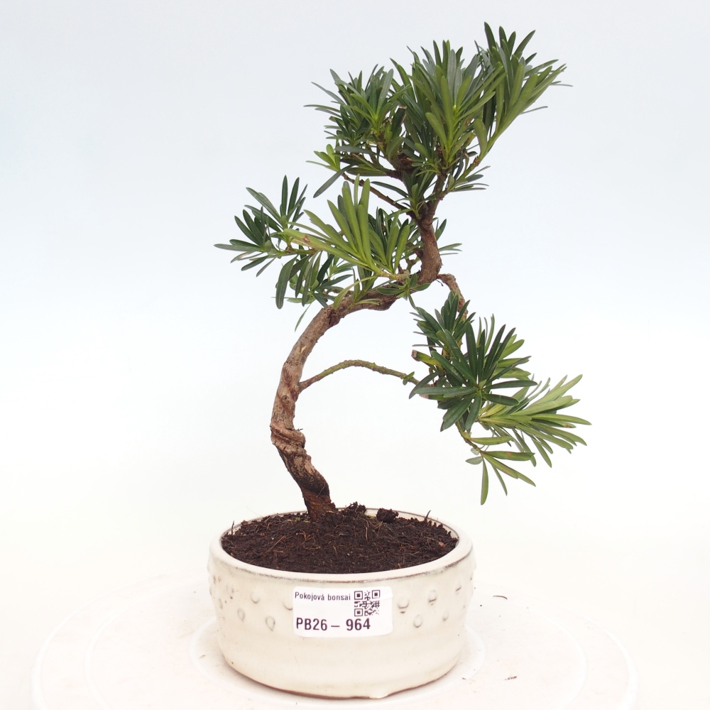Camera bonsai - Podocarpus - Tasso delle pietre