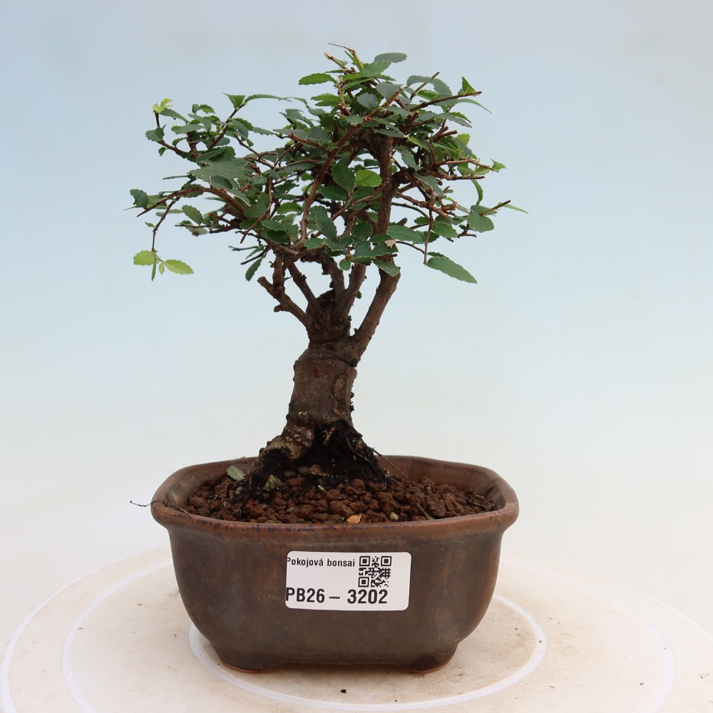 Camera bonsai - Ulmus parvifolia - Olmo a foglie piccole