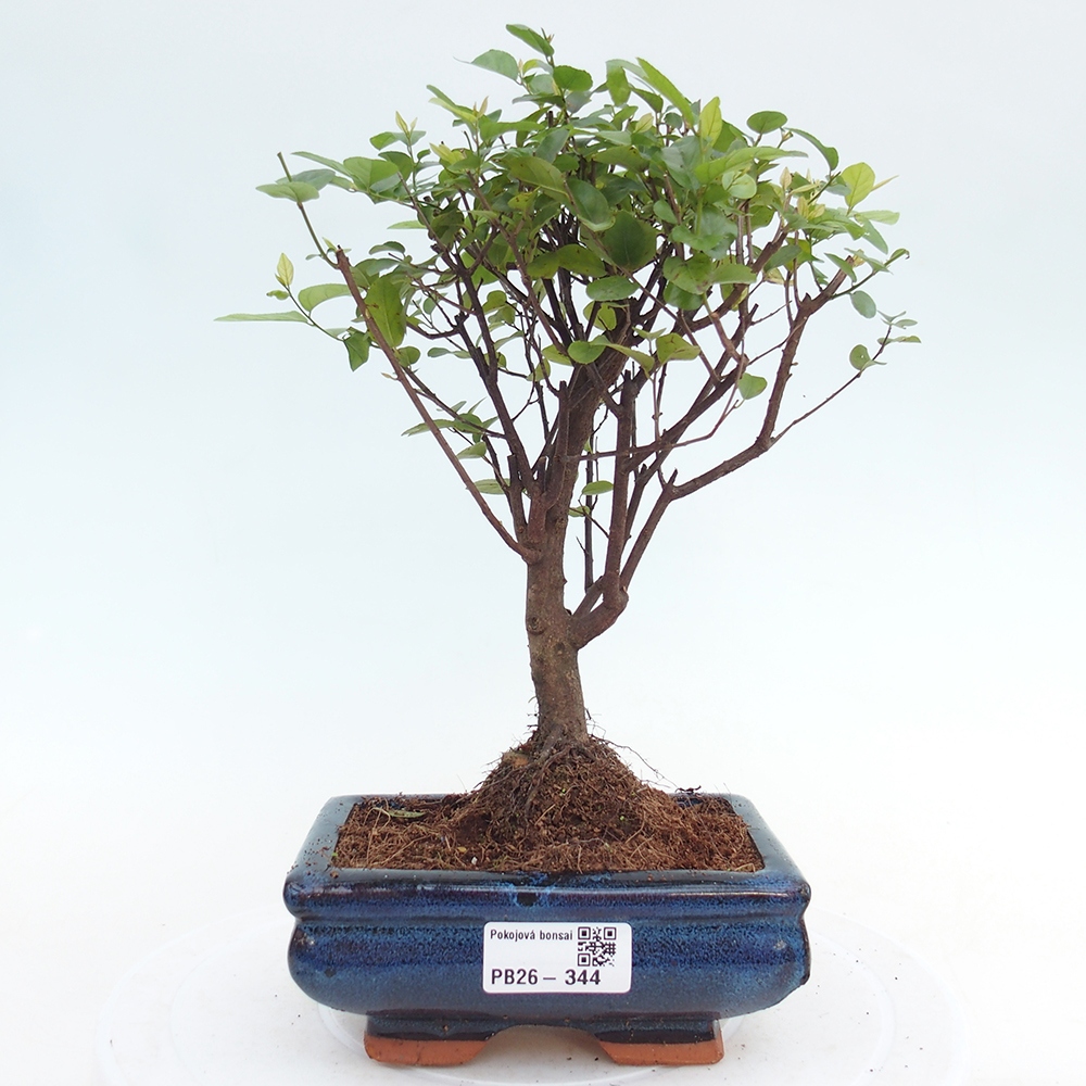 Camera bonsai - Sageretia thea - Sageretia thea