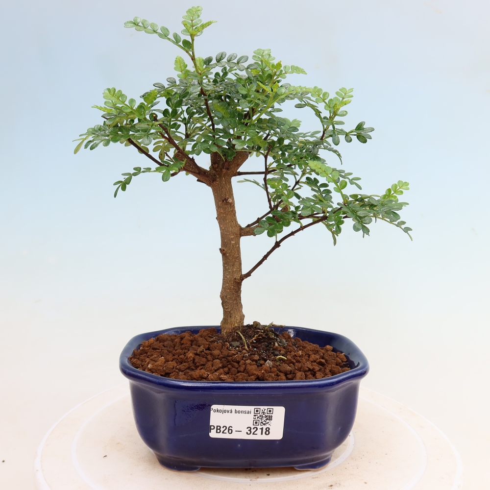 Camera bonsai - Zantoxylum piperitum - albero del pepe