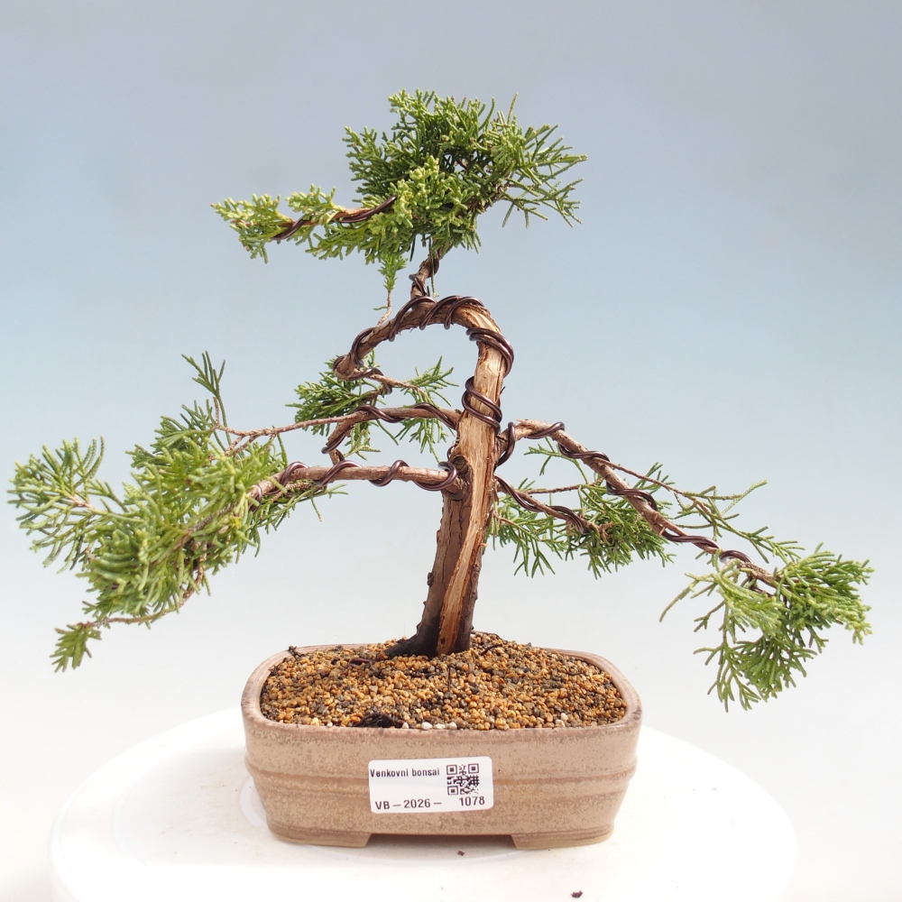 Bonsai da esterno - Juniperus chinensis Kishu