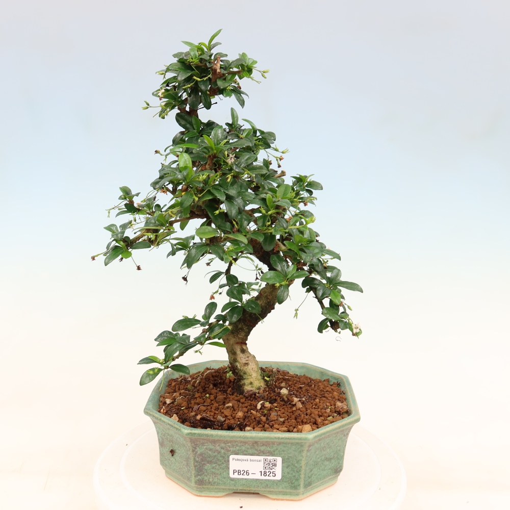 Camera bonsai - Carmona macrophylla - Tea fuki