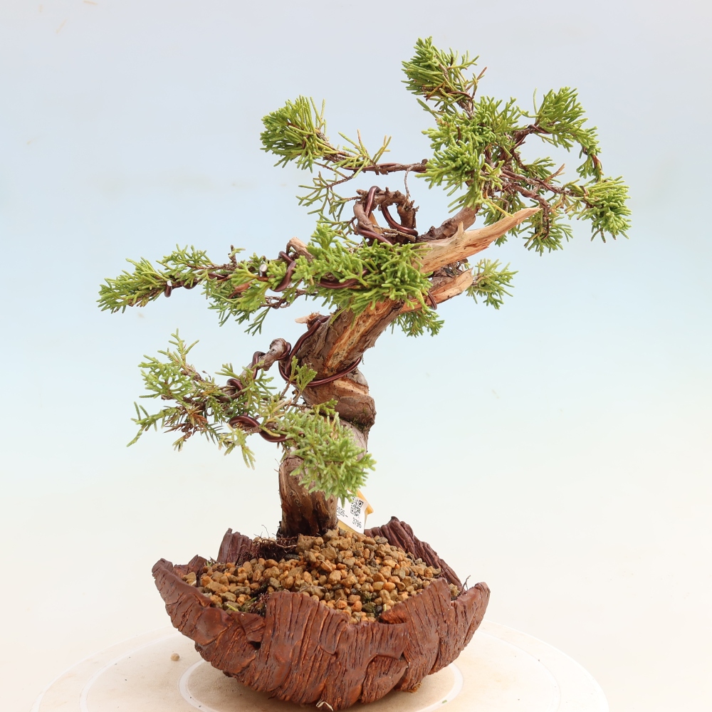 Bonsai da esterno - Juniperus chinensis Itoigawa-Juniperus chinensis