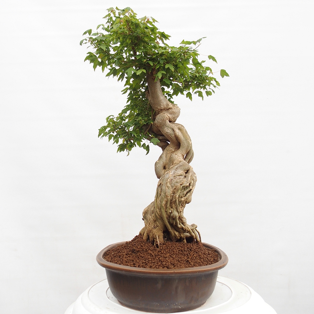 Bonsai da esterno - Acer Buergerianum - Acero di Burger