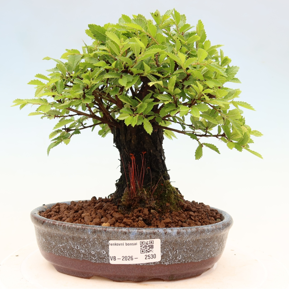 Bonsai da esterno - Zelkova - Zelkova NIRE