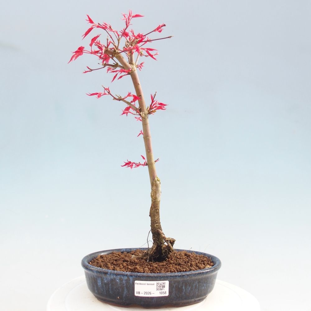 Bonsai da esterno - Acer palmatum DESHOJO