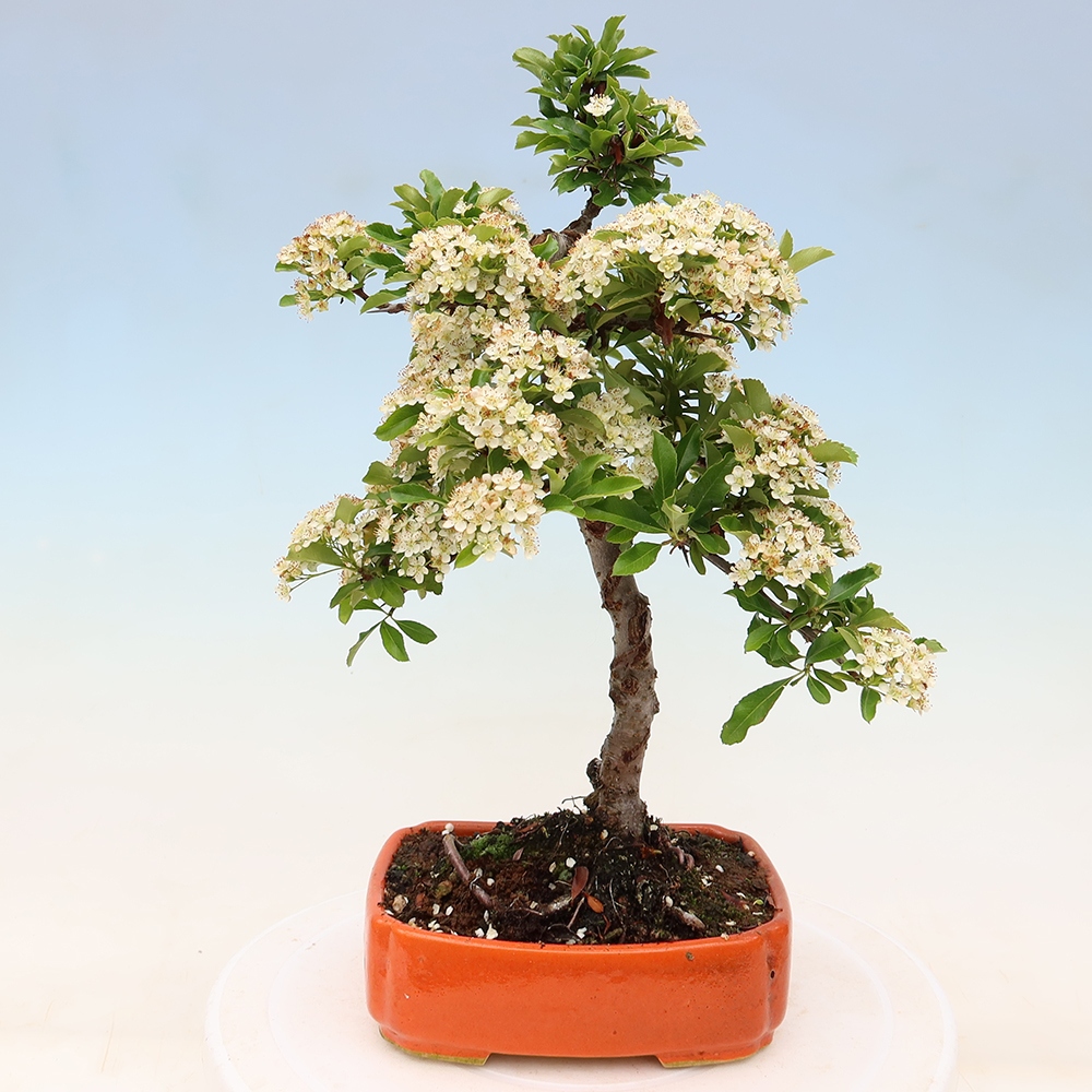 Bonsai da esterno - Pyracantha teton - Pyracantha scarlatta