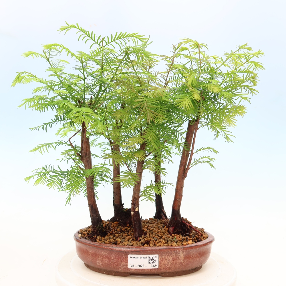 Bonsai da esterno - Metasequoia glyptostroboides - Metasequoia cinese - boschetto