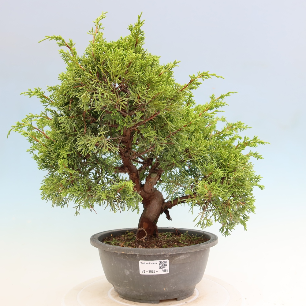 Bonsai da esterno - Juniperus chinensis Itoigawa-Juniperus chinensis