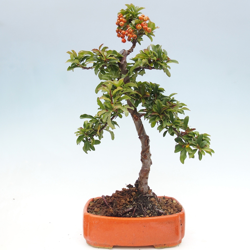 Bonsai da esterno-Pyracantha Teton -Hlox