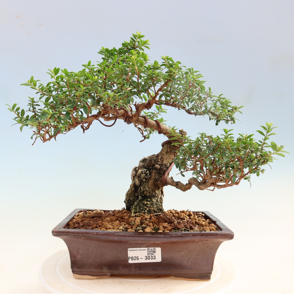 Bonsai da camera - Myrtus communis - Mirto