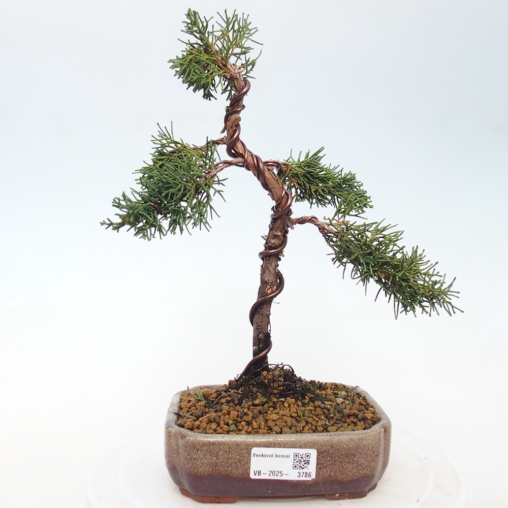 Bonsai da esterno - Juniperus chinensis Kishu