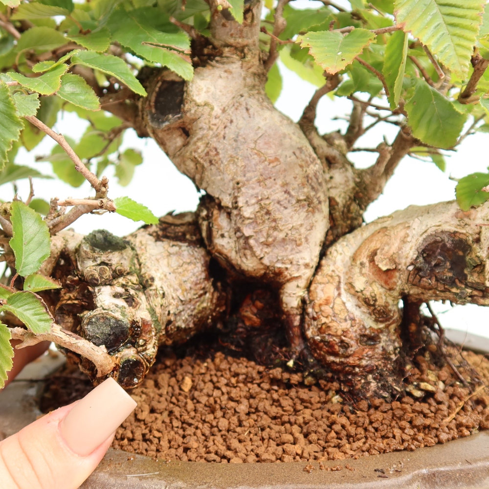 Bonsai da esterno -Carpinus CARPINOIDES - Carpino coreano