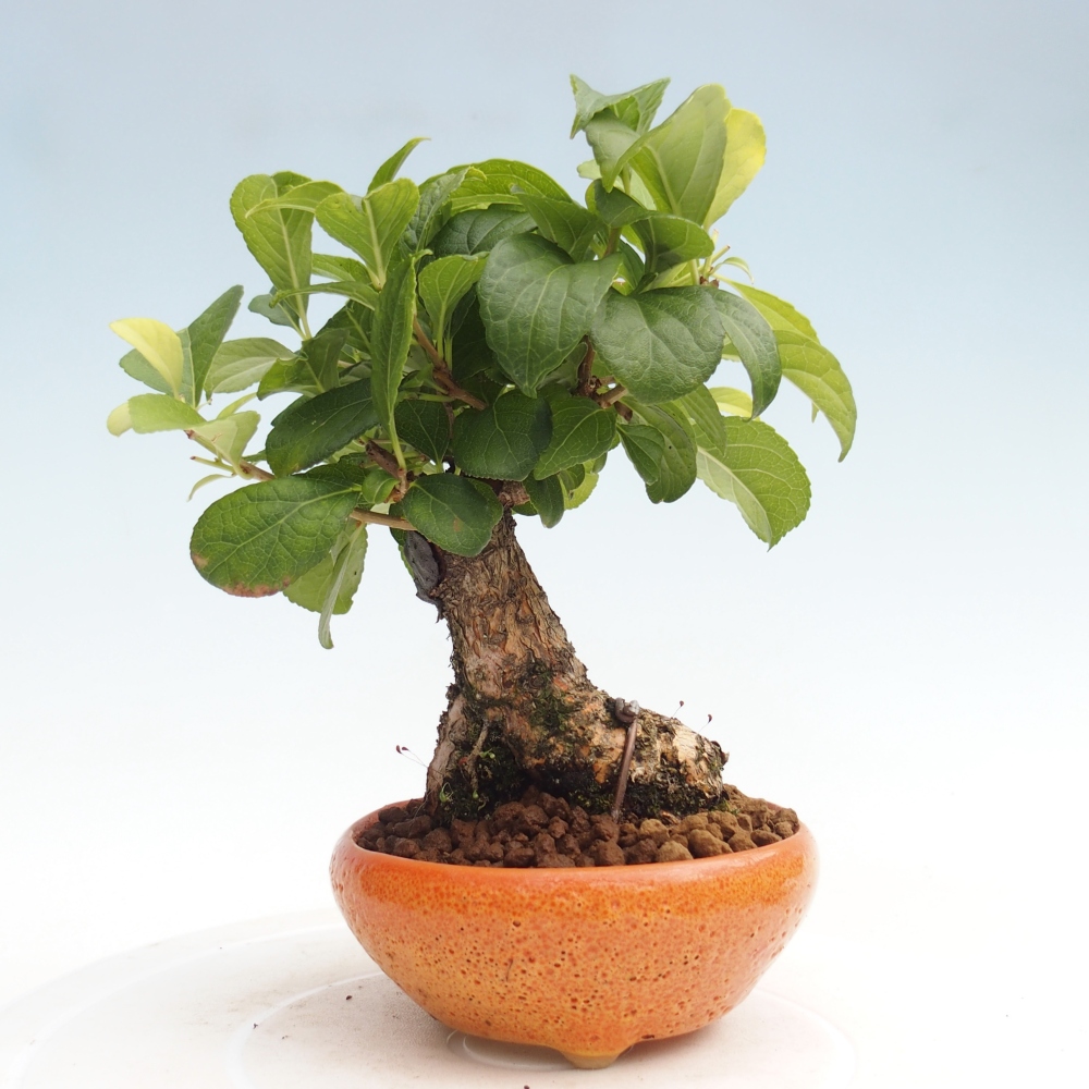 Bonsai da esterno - Celastrus orbiculatus