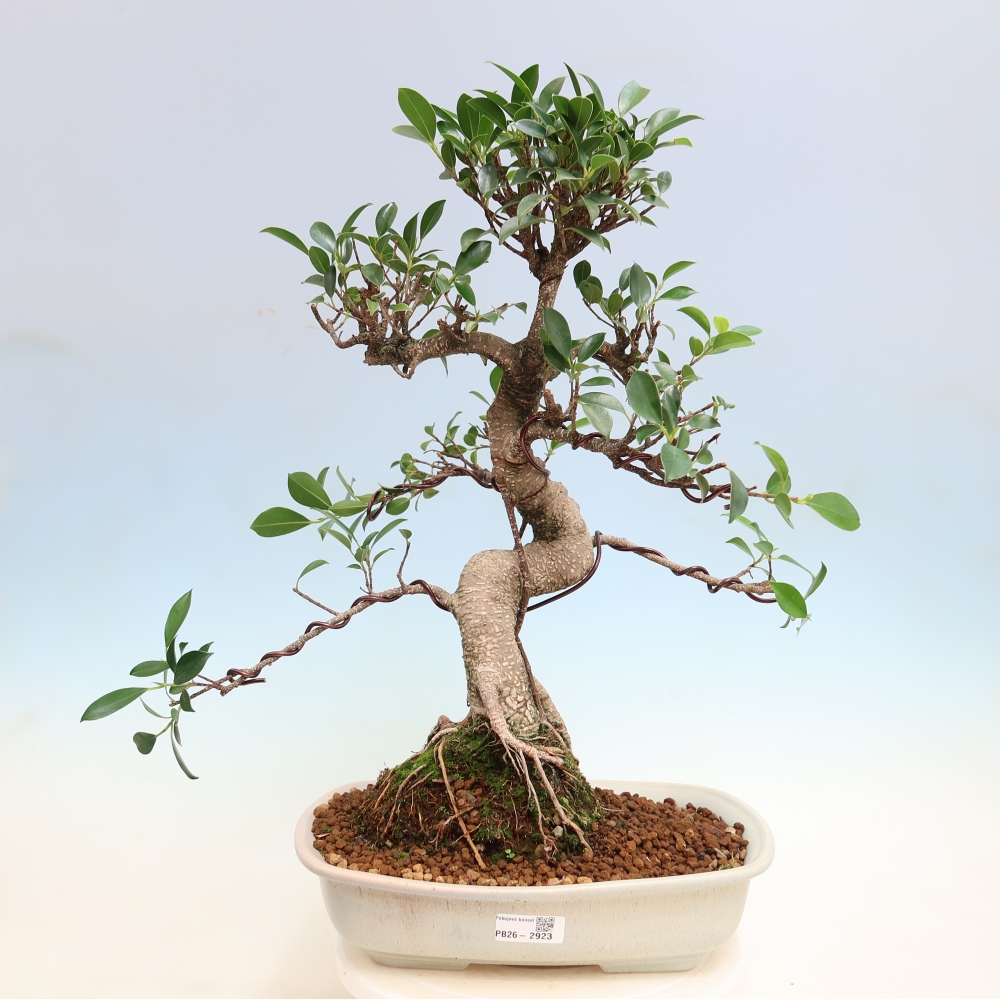Camera bonsai - Ficus kimmen - ficus a foglie piccole