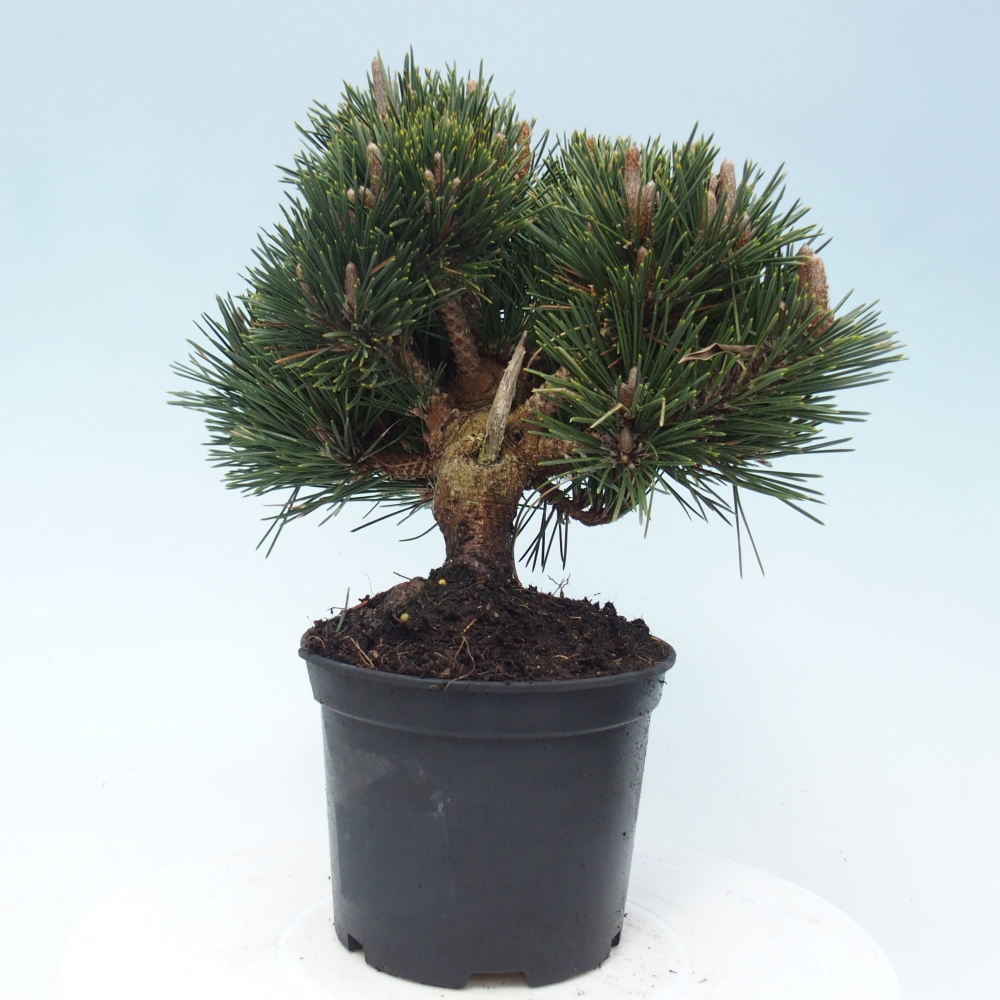 Bonsai da esterno - Pinus thunbergii senjyumaru - Pino di Thunberg