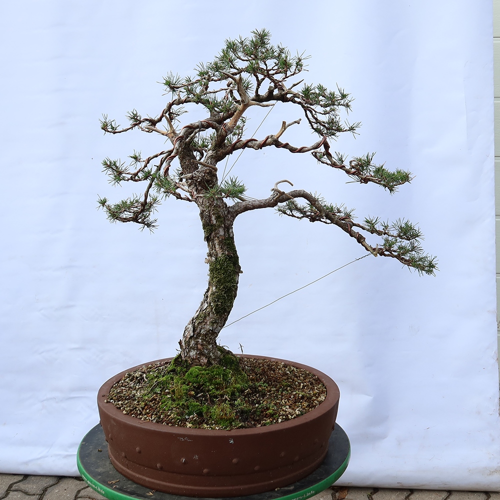 Pinus sylvestris Spagna - pino silvestre